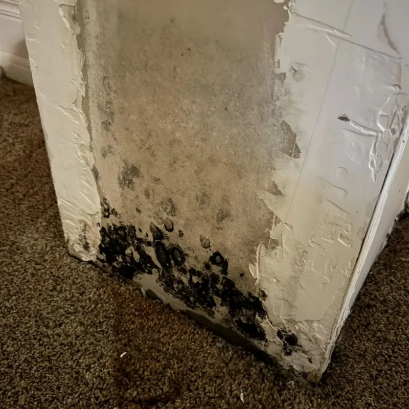 Professional Mold Removal in Auburn, IN
